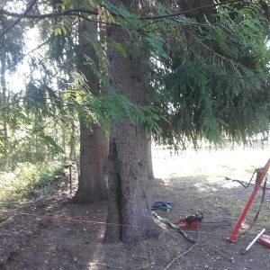 Puunkaato kiipeilykaatona | Metsäkuutio Oy toimii Jyväskylän seudulla