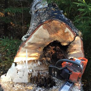 Piha- ja ongelmapuiden suora- tai kiipeilykaatopalvelut Jyväskylän seudulla | Metsäkuutio Oy